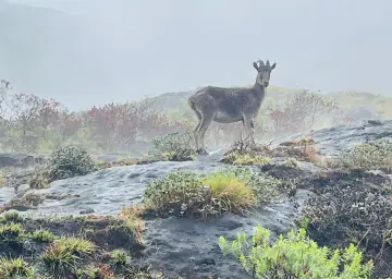Eravikulam National Park Munnar with Oberon Tours