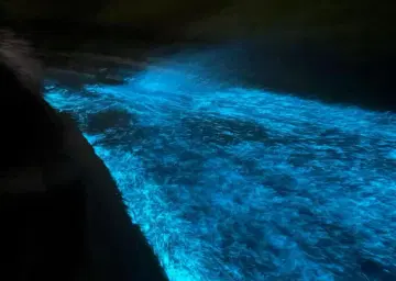 Bioluminescence iat Kumbalangi with Oberon Tours&Travels 
