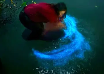 Bioluminescence at Kumbalangi with Oberon Tours