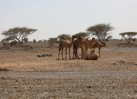 East Coast Tour from Dubai & Sharjah | Oberon Tours Full-Day Adventure East Coast Tour from Dubai & Sharjah | Oberon Tours Full-Day Adventure - Premium vacation packages from Oberon Tours