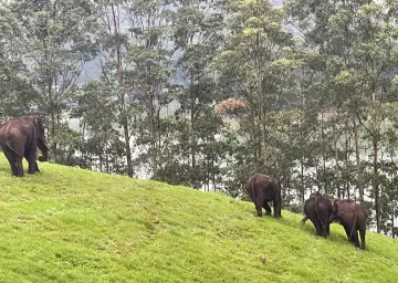 Wild Elephant in Munnar