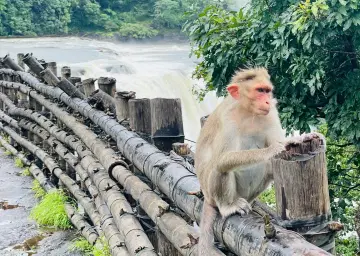 Athirapally with Oberon Tours&Travels