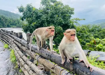 Animals in Athirappally with Oberon Tours