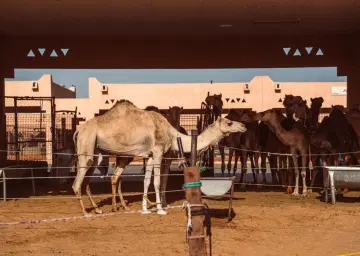 Al Ain Camel Market