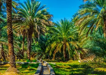 Al Ain Oasis with Oberon Tours