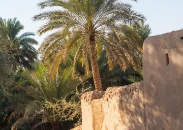 Al Ain Oasis 