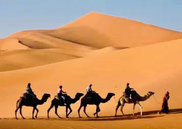 Camel Ride in Dubai Desert with Oberon Tours