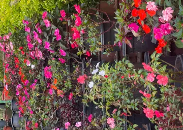 Rose Garden Munnar With Oberon Tours