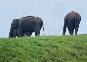Elephants at Munnar with Oberon Tours