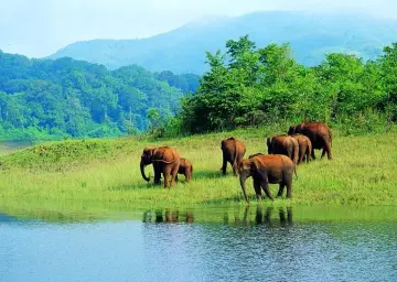 Wayanad Elephant Forest