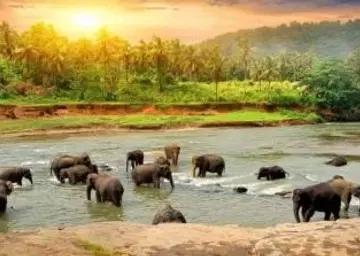 Wayanad Elephants Swimming