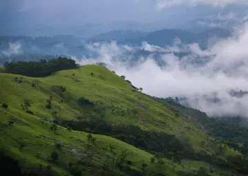 Wayanad View