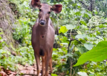 Sambar Athirappally water falls 