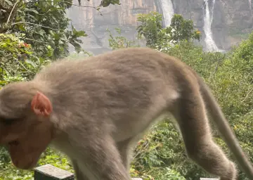 Athirappally wild Animal