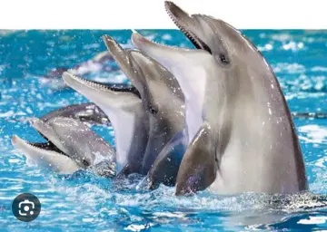 Dubai Creek Dolphin Show 