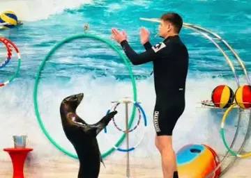 Dubai Creek Seal Show