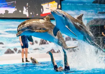 Dolphin Show At Dubai