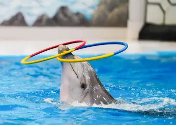 Dolphin Show Dubai