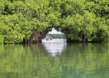Varkala mangrove forest 