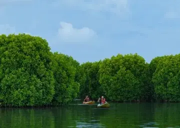 Mangrove Island Varkala