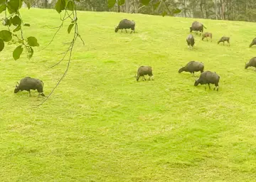 Bison in Munnar