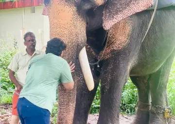 Elephant Ride in Munnar