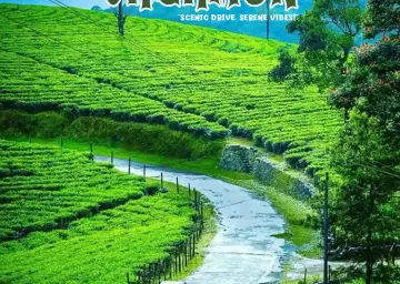 Wagamon Tea Garden