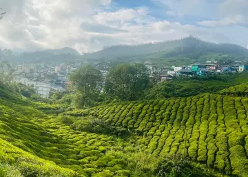 Munnar Tea Garden