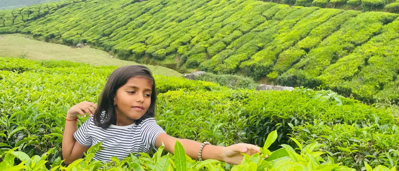 Three Days Munnar Tour Package from Kochi | Munnar Sightseeing & Hill Station Tour - Explore stunning destinations Three Days Munnar Tour Package from Kochi | Munnar Sightseeing & Hill Station Tour - Professional tour experience with Oberon Tours