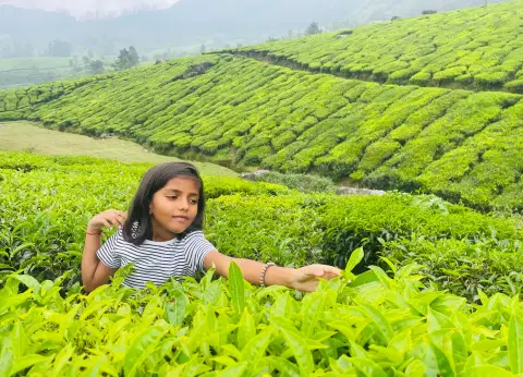 Three Days Munnar Tour Package from Kochi | Munnar Sightseeing & Hill Station Tour - Premium vacation packages from Oberon Tours