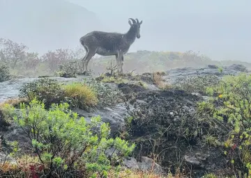 Eravikulam Natinal Park