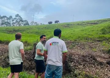 Wild Eliphant in Munnar